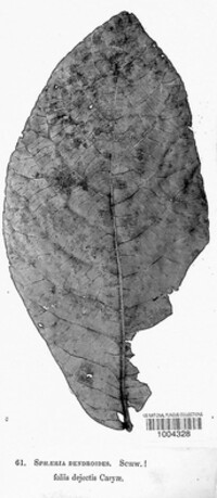 Image Associated With the Occurence